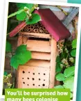  ?? y m la A ?? You’ll be surprised how many bees colonise your bug hotel