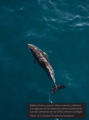  ??  ?? Ballena franca austral, lobos marinos y delfines son algunas de las especies marinas autóctonas que las campañas de las ONGs desean proteger. Fotos: © Cristobal Olivares/Greenpeace