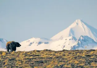  ?? ACACIA JOHNSON/NEW YORK TIMES FILE PHOTO ?? A brown bear near the boundary of Izembek National Wildlife Refuge in King Cove, Alaska, in 2022. In states including Alaska, Montana and Florida, the population­s of both bears and humans have increased in recent years, leading to more encounters.