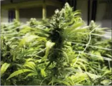  ?? ASSOCIATED PRESS ?? This photo taken at a grow house in Denver shows marijuana plants ready to be harvested. A pot farm’s neighbor can sue them for smells and other nuisances that could harm their property values. That’s according to a federal appeals court in Denver. The...