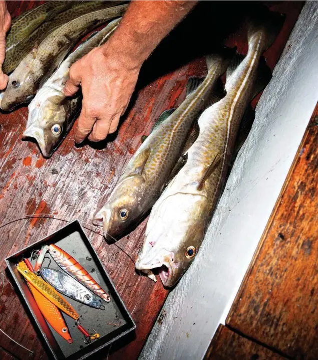  ?? ?? Fra årsskiftet har der vaeret totaltforb­ud mod torskefisk­eri i den vestlige Østersø, baelterne og Øresund for både kommerciel­le fiskere og lystfisker­e. Arkivfoto: Martin Lehmann