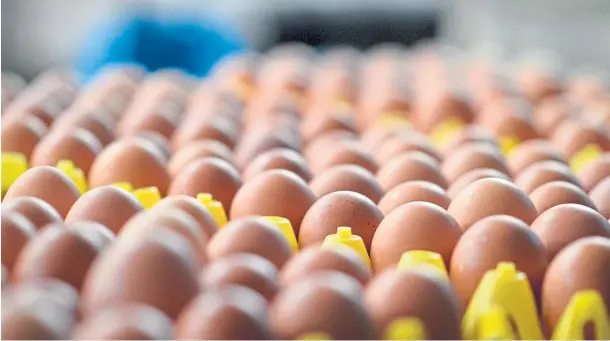  ??  ?? WALKING ON EGGSHELLS: Free-range egg producers are being urged to put the brakes on expansion or face the prospect of falling returns.