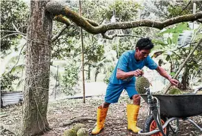  ??  ?? Specialise­d skill: A worker placing Musang King durians into a wheelbarro­w at Raub Durian Orchard.