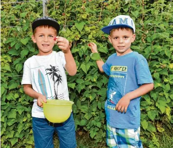  ?? Foto: Thorsten Jordan ?? Auf der Plantage der Familie Storz bei Igling pflücken auch der fünfjährig­e Emilio und der ein Jahr jüngere Nico Himbeeren. Die meisten Früchte landen aber direkt im Mund.