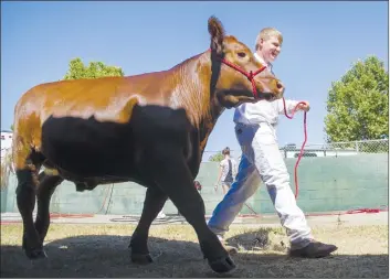  ??  ?? Holden Hicks, 16, with the Marysville FFA, walks his cow, Bubba back to the pen during the The Yuba-sutter Fair on Thursday in Yuba City.