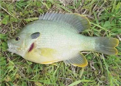  ?? (Photo by Wes Neal, MSU Extension Service, for Starkville Daily News) ?? Hybrid sunfish, sometimes called hybrid bream, are good options for small ponds because they grow quickly, especially when fed, and they are easy to catch.