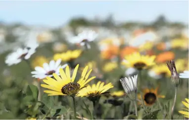  ??  ?? DAZZLED BY DAISIES: Flowers open up to the sun’s rays.