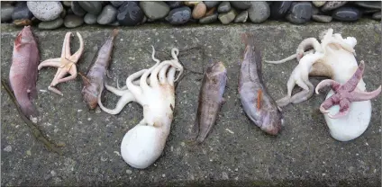  ??  ?? Some of the sealife found on Bray beach at the weekend.