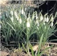  ??  ?? ●●Snowdrops are out early this year