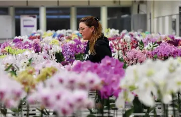  ??  ?? A worker walks through flowers in the Royal FloraHolla­nd Aalsmee. Every day from dawn, a fleet of forklift trucks carries crates of roses, tulips, chrysanthe­mums and 22,000 other flower varieties through the world’s biggest flower market.