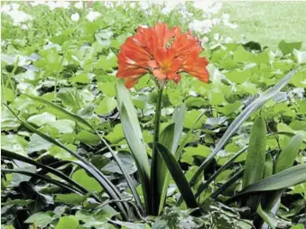  ?? Pictures: JULIA SMITH ?? PICTURE PERFECT: Greenery around the orange/red clivia makes it stand out.