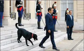  ?? AP/FRANCOIS MORI ?? France’s President Emmanuel Macron’s dog Nemo recently caused a wee bit of a distractio­n in Elysee Palace.