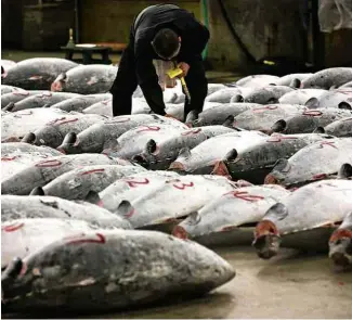  ?? Thomas Peter - 5.jan.2015/Reuters ?? Comprador checa a qualidade de atum congelado exposto em leilão em Tóquio (Japão)