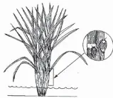  ??  ?? Where to look for planthoppe­rs • Adults and nymphs congregate on the basal part of leaf sheaths and stems of the plant. • When disturbed, they move to the other side of the tiller or jump. • Their presence can be detected by tapping plants with hand. They