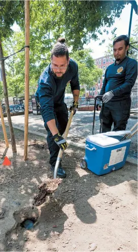  ??  ?? Workers place dry ice into rat burrows in Sara D. Roosevelt Park in New York. NYC’s department of Health and Mental Hygiene Division of Environmen­tal Health are exterminat­ing rats using carbon dioxide dry ice. — AFP