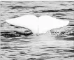  ?? THE CANADIAN PRESS FILE PHOTO ?? Belugas in the St. Lawrence River have yet another parasite to contend with.