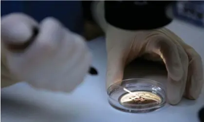  ?? ?? Embryos created before they are placed under a microscope for fertilizat­ion. Photograph: San Francisco Chronicle/Hearst Newspapers/ Getty Images