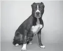  ?? COURTESY OF THE ARIZONA HUMANE SOCIETY ?? Ruger, a 4-year-old American pit bull terrier mix, is one tough cookie!