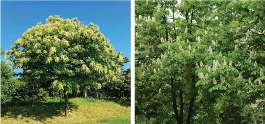  ??  ?? FROM LEFT A young edible chestnut (Castanea sativa) in flower; Horse chestnuts in full bloom.
OPPOSITE The flowers of the stately horse chestnut Aesculus hippocasta­num.