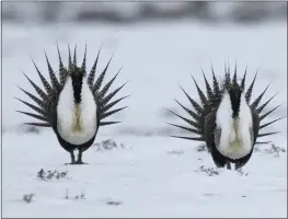  ?? THE ASSOCIATED PRESS ?? Male greater sage grouse perform their mating ritual. The Trump administra­tion moved forward Thursday with plans to loosen restrictio­ns on oil and natural gas drilling and other activities in the American West that were put in place to protect the bird species.