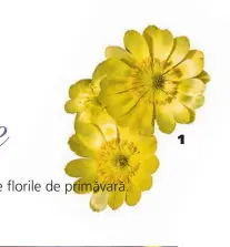  ??  ?? 1 Florile de
Adonis (Adonis amurensis) sunt de un galben intens și sunt primele care colorează în mod vesel straturile și ating o înălțime de numai 15 - 30 cm. 1