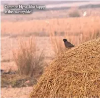  ??  ?? Common Myna. Also happy in the countrysid­e!