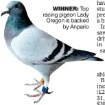  ??  ?? WINNER: Top racing pigeon Lady Oregon is backed by Anpario