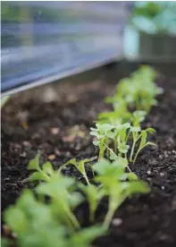  ??  ?? Use a cloche to warm up soil outdoors and protect your seedlings from winter weather