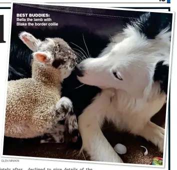  ?? GLEN MINIKIN ?? BEST BUDDIES: Bella the lamb with Blake the border collie