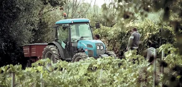  ??  ?? Negli ultimi anni in Toscana sono emersi diversi casi di caporalato: la manodopera è sempre costituita da immigrati