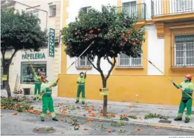  ?? ANDRÉS MORA PERLES ?? Operarios recogiendo naranjas este jueves en la calle Larga.