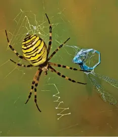  ?? Fotos: Helmut Partsch ?? Beute im Netz einer Wespenspin­ne. Selbst eine Libelle ist verloren, wenn sie in deren Fänge gerät.