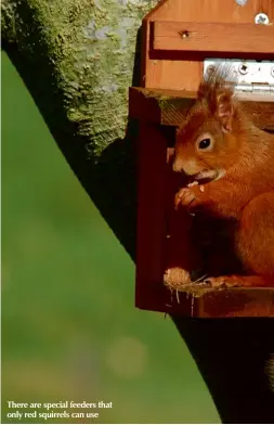  ??  ?? There are special feeders that only red squirrels can use