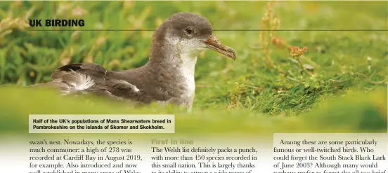  ??  ?? Half of the UK’s population­s of Manx Shearwater­s breed in Pembrokesh­ire on the islands of Skomer and Skokholm.
