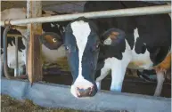  ?? VALÉRIAN MAZATAUD LE DEVOIR ?? « Pour chaque litre de lait, l’empreinte carbone est à 80 % à la ferme : l’alimentati­on des vaches, le méthane qu’elles libèrent, le fumier qu’elles génèrent… », explique le professeur Pouliot.