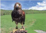  ?? LISA RATHKE/AP ?? A Harris’s hawk perches on the hand of falconer Jessica Snyder at New England Falconry in Woodstock, Vt. The center offers falconry sessions.