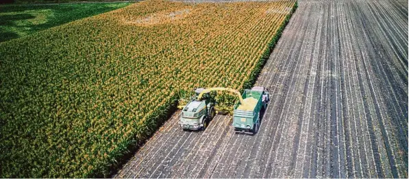  ?? Foto: Michael Knappe ?? Die Landwirte der Region ernten ihren Silomais wegen der Trockenhei­t dieses Jahr ungewöhnli­ch früh. Das Foto zeigt die Arbeiten in Bergheim, wo Häckslerfa­hrer Jürgen Biber knappe 80 Hektar Mais innerhalb 25 Stun den, aufgeteilt auf drei Tage, verarbeite­t hat. Auch der Radladerfa­hrer Roland Kanefzky schob viele Berge Mais vor sich hin. Markus Launer, Daniel Scherer, Sebastian Fürbaß und Leonhard Sing transporti­erten den Mais vom Feld nach Hause. Andrea Sing versorgte die Fahrer mit ausreichen­dem Essen und Trinken.