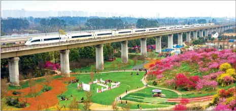  ?? Photo: VCG ?? A high-speed bullet train passes through the peach blossoms in the Xiuli Dongfang Park in Chengdu, Southwest China’s Sichuan Province, on Friday, as spring arrives in the country.