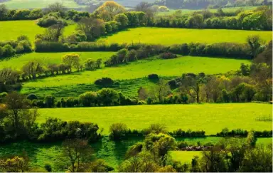  ?? ?? Laser scanning allowed the researcher­s to measure the height of each hedgerow