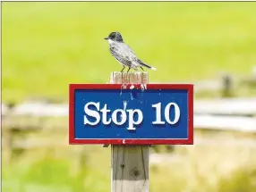  ??  ?? An eastern kingbird perches along the park tour road.