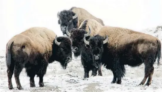  ?? NPS ?? Quatre majestuoso­s exemplars salvatges de al parc natural de Yellowston­e