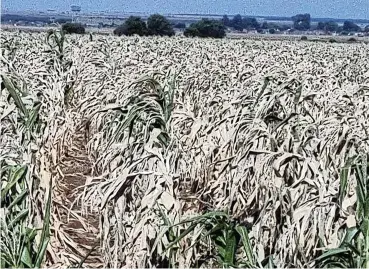  ?? Picture: Supplied ?? Crop insurance is vital in providing farmers some protection from the devastatin­g effects of extreme weather, such as this field of maize west of Lichtenbur­g in the North West that has all but succumbed to drought.