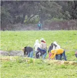  ?? LUIS LUÉVANOS ?? La desaparici­ón de programas aqueja al sector del campo. /