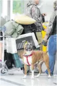  ?? FOTO: TOBIAS HASE/DPA ?? Zu groß für die Flugzeugka­bine: Dieser Boxer am Flughafen München wartet auf die Abfertigun­g, während seine Transportb­ox bereits auf einem Gepäckwage­n steht.