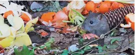  ??  ?? Take care with what you put on your compost heap – rats love apple peel