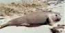  ??  ?? BIG BLOW: The death of four dugongs in Abu Dhabi
