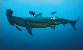  ?? Photograph: Andy Reid/Guardian Community ?? Scalloped hammerhead sharks are among the more than 90 shark species protected by Cites.