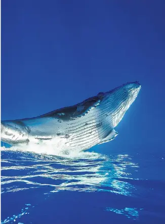  ??  ?? Bubble
bath A baby humpback whale plays in the foam and spray created by its mother. The picture was taken on the island of Moorea, in French Polynesia, by Renée Capozzola, a biology teacher. This is whale season on the islands, as humpbacks come to...