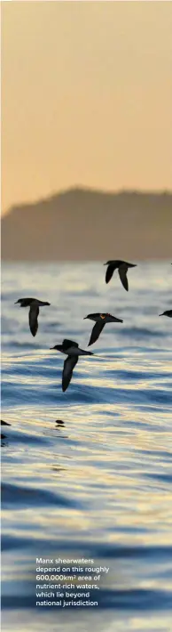  ?? ?? Manx shearwater­s depend on this roughly 600,000km2 area of nutrient-rich waters, which lie beyond national jurisdicti­on