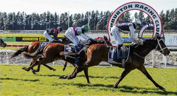  ?? PHOTO: RACE IMAGES SOUTH ?? Important leadup . . . Sea Shepherd will contest the Mosgiel Tavern Handicap over 1400m at Wingatui tomorrow.